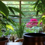 Balkonpflanzen im Urlaub versorgen