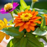 Bienen- und insektenfreundliche Pflanzen für den Balkon