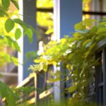 rankende Pflanzen für den Balkon