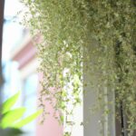 Hängepflanzen mit weißen Blüten