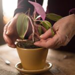 Wie topfe ich Zimmerpflanzen richtig um? Wie topfe ich Zimmerpflanzen richtig um