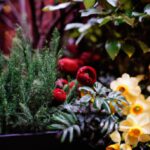 Wie viele Pflanzen in einen Blumenkasten?