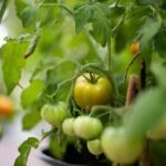 Wie viele Tomatenpflanzen pro Topf?
