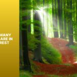 Wie viele Bäume sind ein Wald?