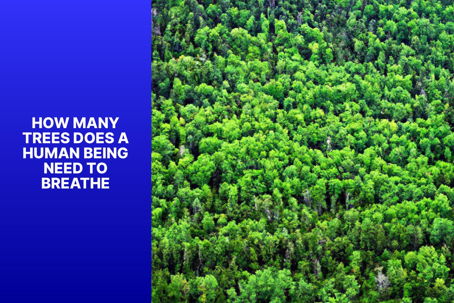 Wie viele Bäume braucht ein Mensch zum Atmen?