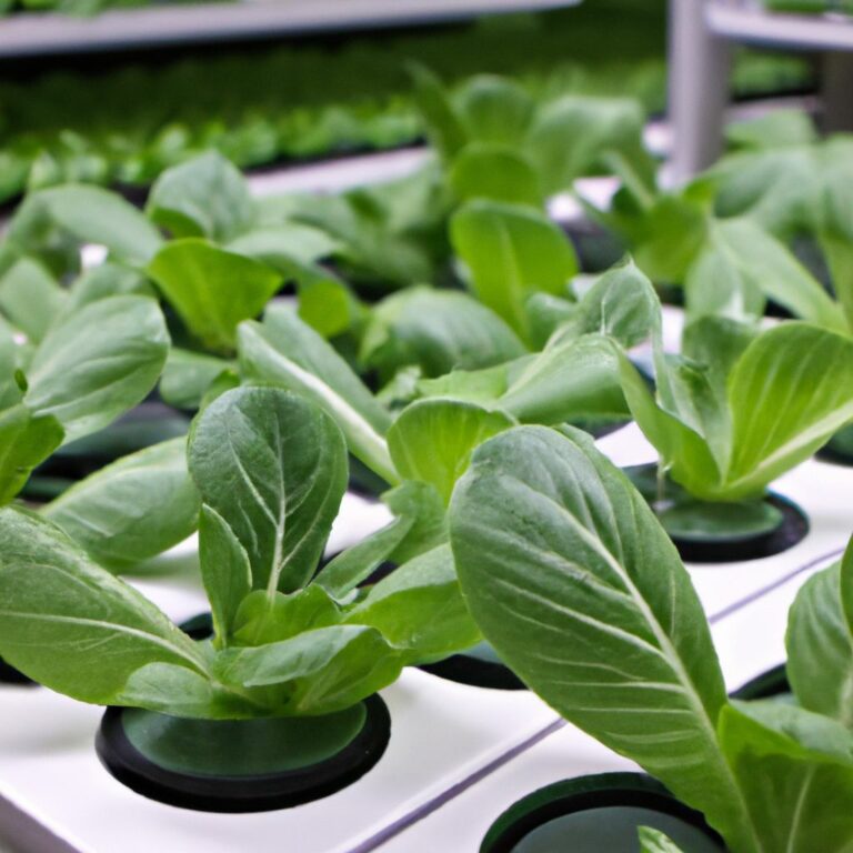 Hydrokultur Topfe Groen