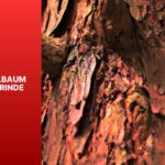 Nadelbaum rote Rinde