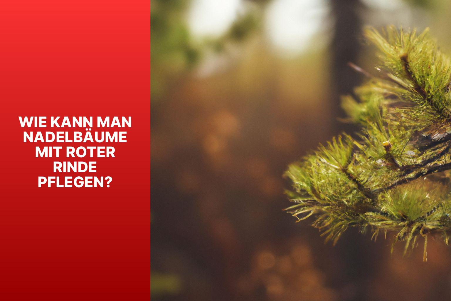 Wie kann man Nadelbäume mit Roter Rinde pflegen? - Nadelbaum rote Rinde 