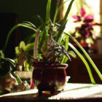 schattenliebende Topfpflanzen