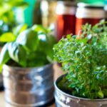 Blumenerde für Kräuter im Topf