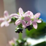 Kleine Zimmerpflanze mit Blüten