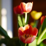 Frühlingsblumen für drinnen