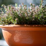 Thymian im Kübel