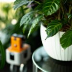 Kübelpflanzen im Urlaub bewässern