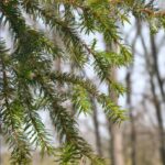 Welche Nadelbäume wachsen schnell