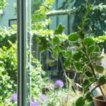 Welche Pflanzen für windigen Balkon?