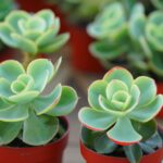 Welche Topfpflanzen blühen im April?
