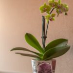 ab wann orchideen umtopfen