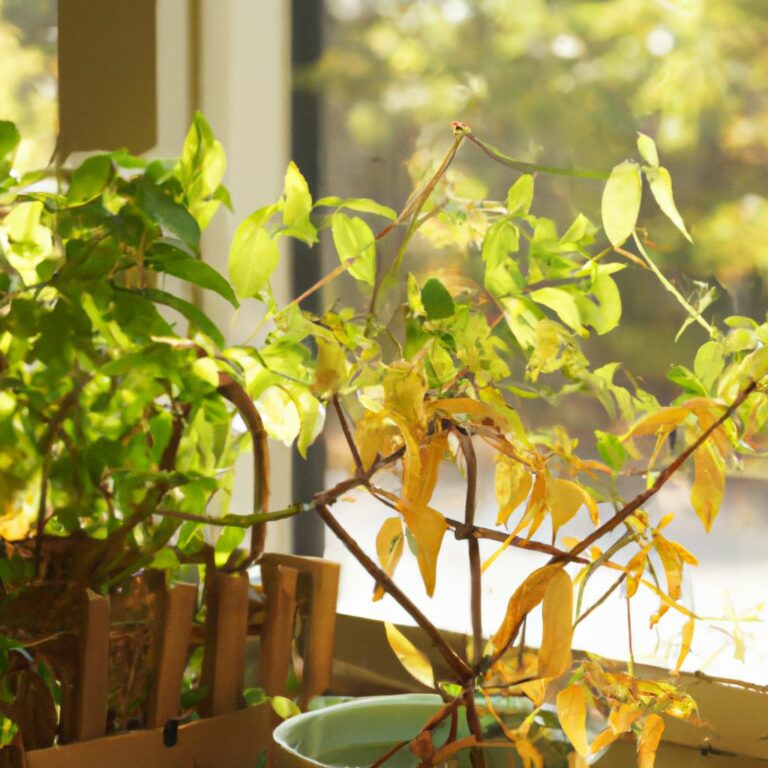 30+ Standort Für Orchideen, Bekannt und beliebt sind diese
