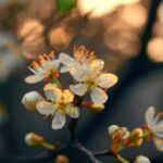 welchen Baum zur Geburt schenken