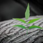 Welchen Baum pflanzen bei Geburt eines Kindes?